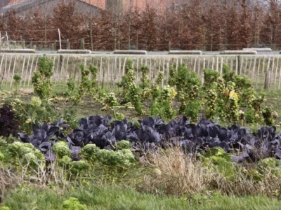 Van den Broek farma u Nizozemskoj