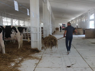 Državna stočarska izložba u Gudovcu