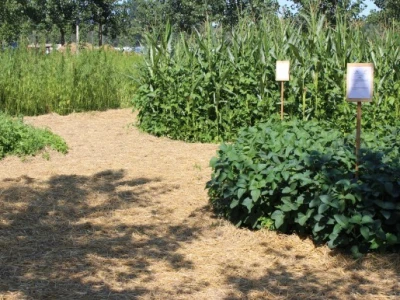 Organski bio vrt