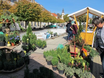 Šesti jesenski cvjetni sajam u Daruvaru