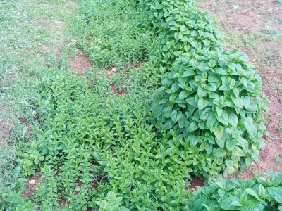 Nasadi biljaka