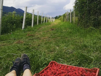 Agroselfi