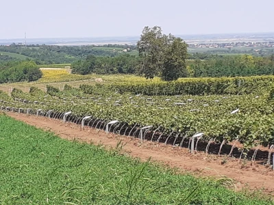 Vinogradarska 2023.