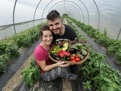 Crveni pauk na lubenicama