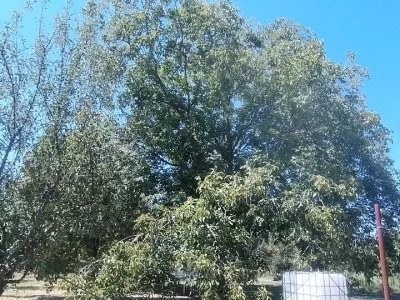 Orah u kolovozu
