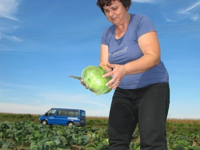 Završila sezona kiseljenja kupusa