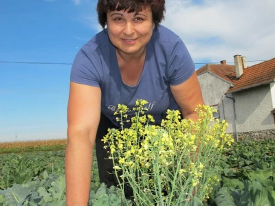 Završila sezona kiseljenja kupusa
