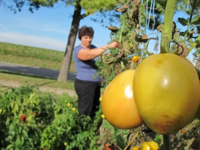 Završila sezona kiseljenja kupusa
