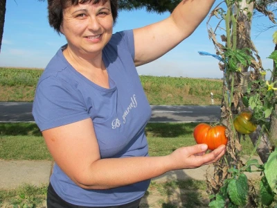 Završila sezona kiseljenja kupusa