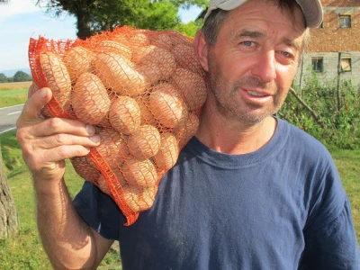 Završila sezona kiseljenja kupusa