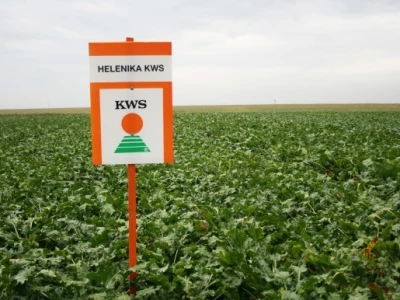 Dan polja šećerne repe KWS-a