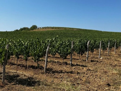 Vina Rossi
