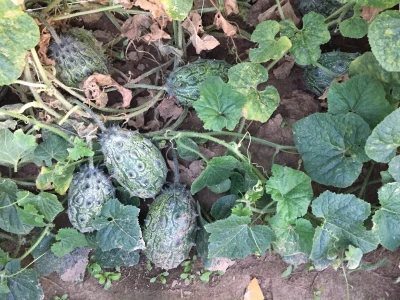 Kiwano