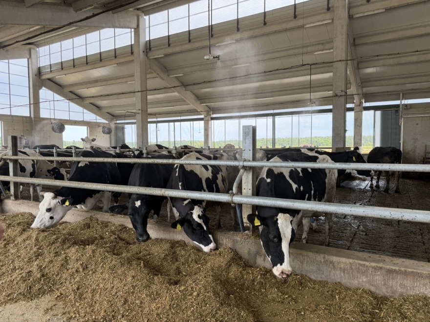 Holstein pasmina