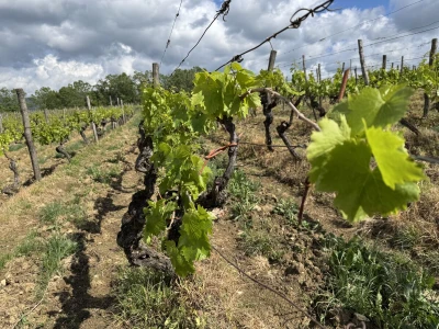 Vinarija Tomaz - Motovun
