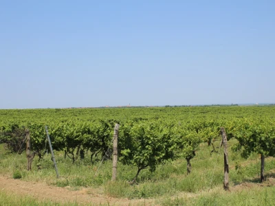 Agro-tok Vinarija Trs Ilok