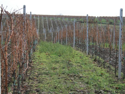 Mandićevac vinogorje