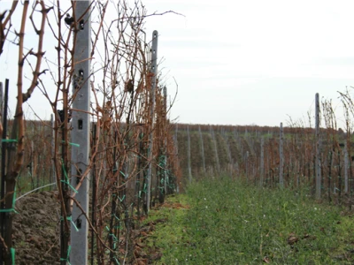 Mandićevac vinogorje