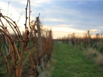 Mandićevac vinogorje