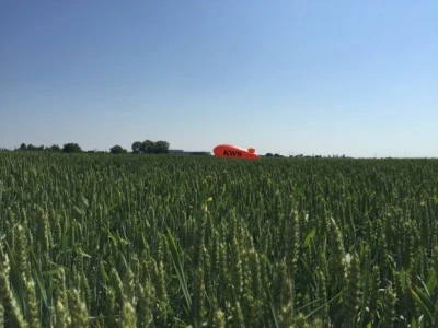Pšenica Basmati