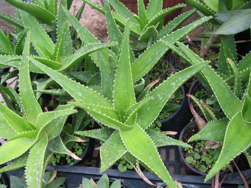 Aloe vera