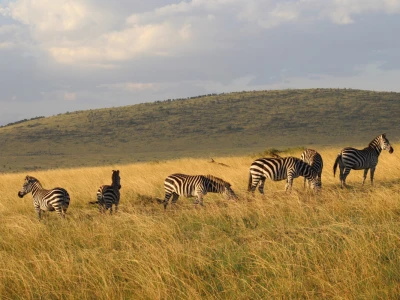 Maasai pleme