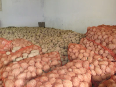 Luk tri kune, krumpir već osamdeset lipa za kilogram
