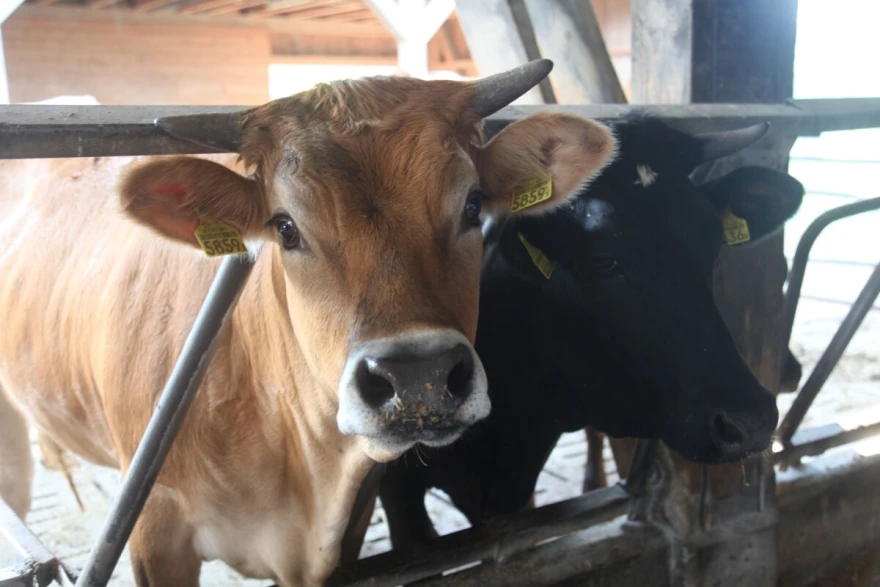 krave