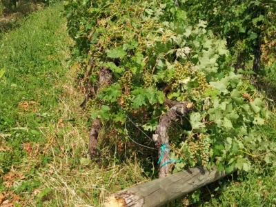Vinogradarska 2023.