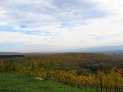 Jesen u Kutjevačkim vinogradima