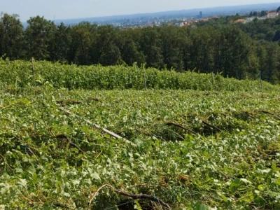 Vinogradarska 2023.