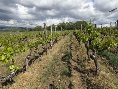Vinarija Tomaz - Motovun