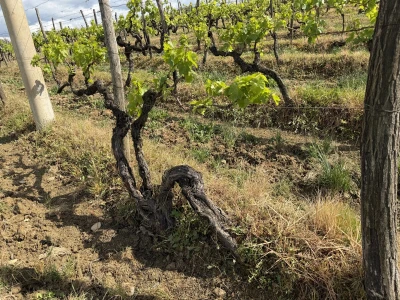 Vinarija Tomaz - Motovun