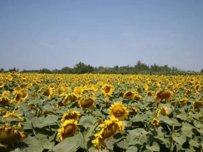 Polje suncokreta