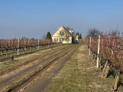 K55 vinarija i destilerija OPG tjedna