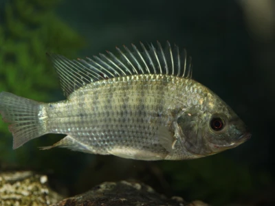 Alohtona Tilapija Foto: Perica Mustafić
