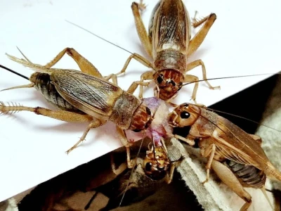 Insektarij - tvornica buba
