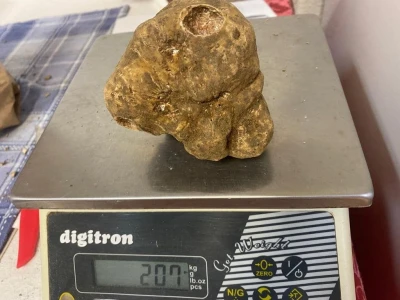 Istarski bijeli tartuf