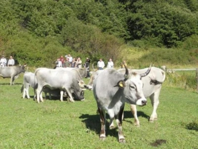 Istarski boškarini