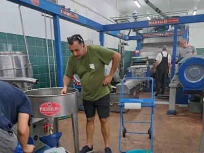 Berba maslina u Bolu spojila slavonsko srce i brački kamen