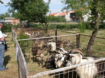 Izložba koza