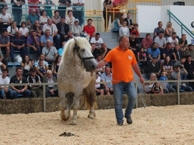 Izložba stoke na sajmu u Gudovcu