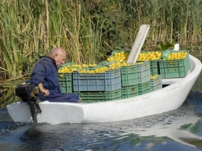 Izvlačenje brodićem ubranih mandarina s plantaže