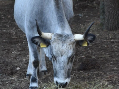 Izvorne pasmine domaćih životinja Istre