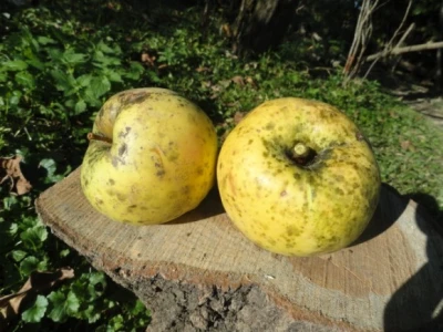 Citronka