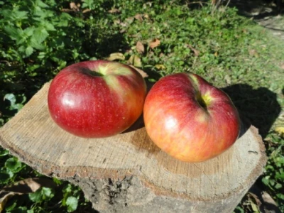 Božićnica