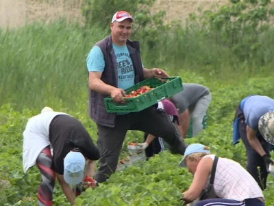 Jagode iz doline Neretve