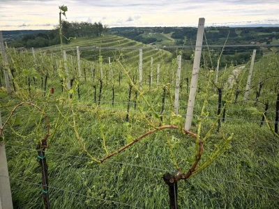 Jaka tuča uništila je urod u vinogradima Davida Štampara na Mađerkinom bregu