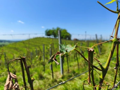 Jaka tuča uništila je urod u vinogradima Davida Štampara na Mađerkinom bregu