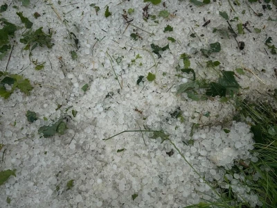 Jaka tuča uništila je urod u vinogradima Davida Štampara na Mađerkinom bregu